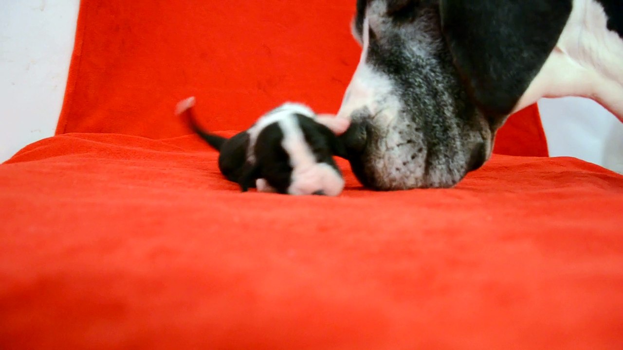 Chiot Dogue Allemand de 9 jours