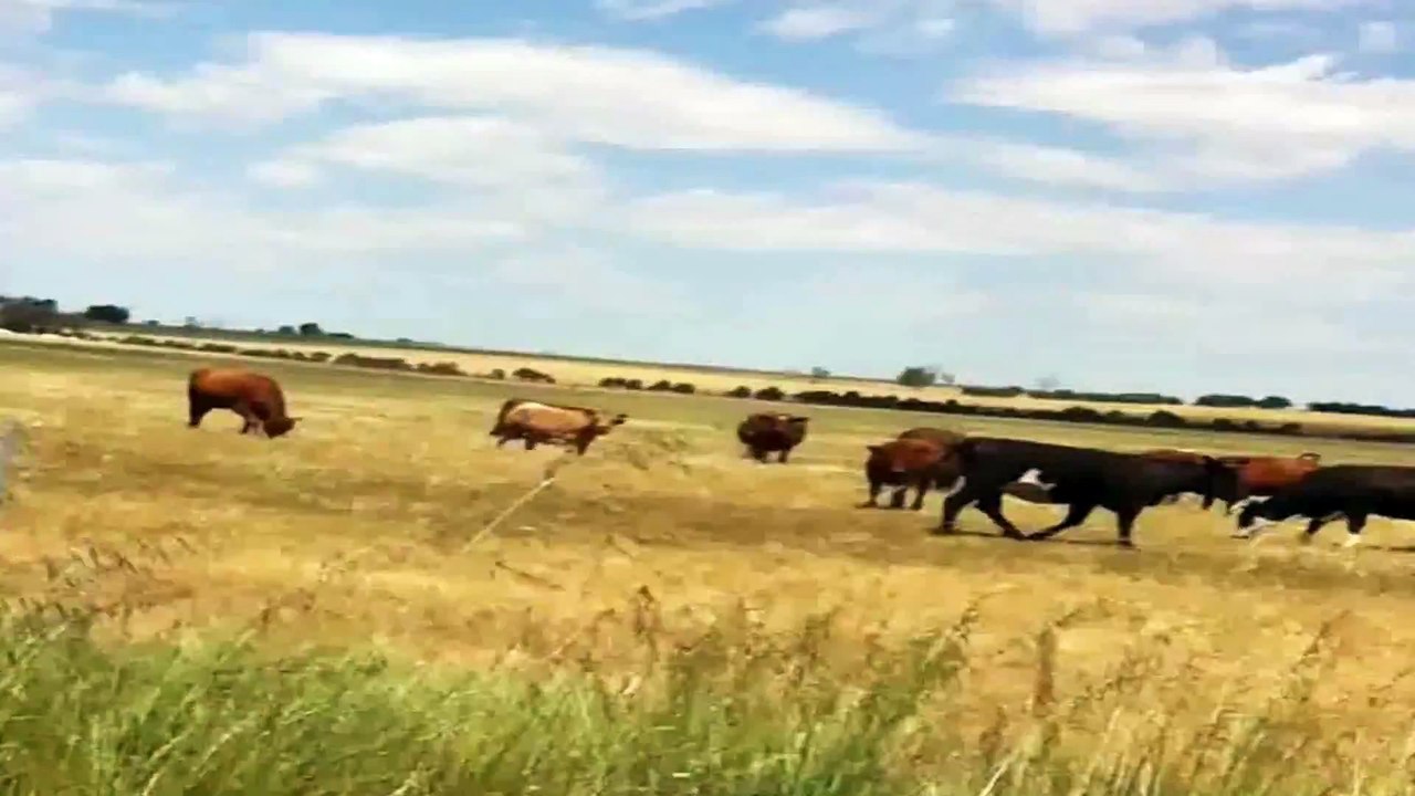 Country Cows