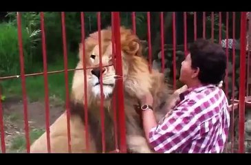 A lion hug kiss woman who was saved from the. 8 years ago