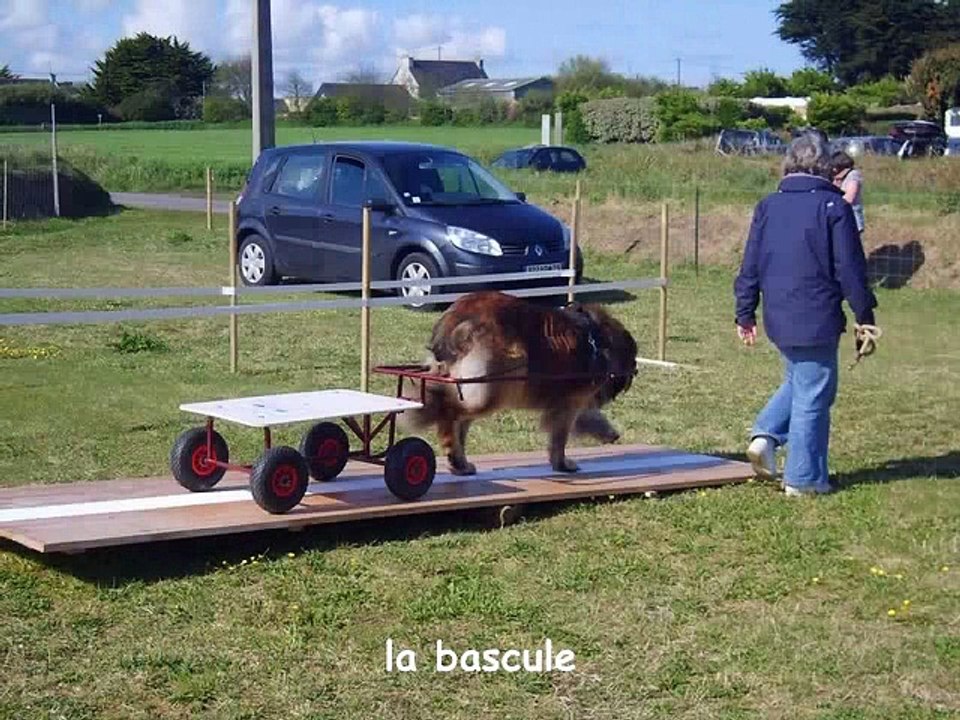 Attelage canin avec Brennig le lleonberg (obstacles et parcours de regularité en bord de mer))
