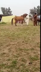 brown khoti dance