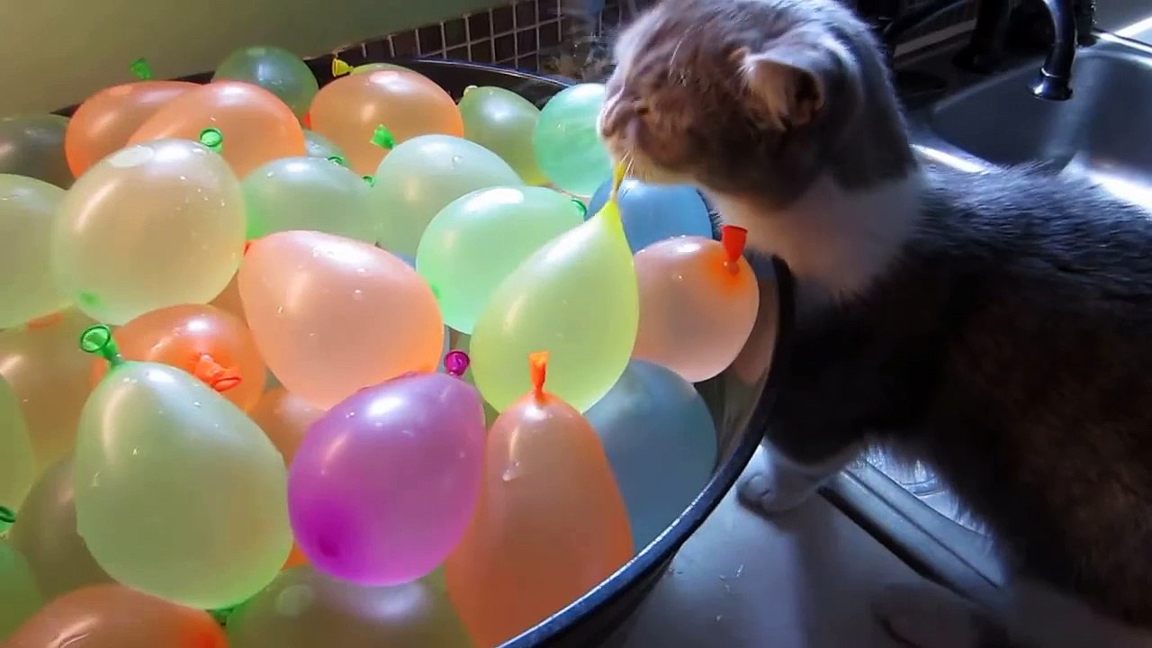 Un chaton éclate des ballons d'eau