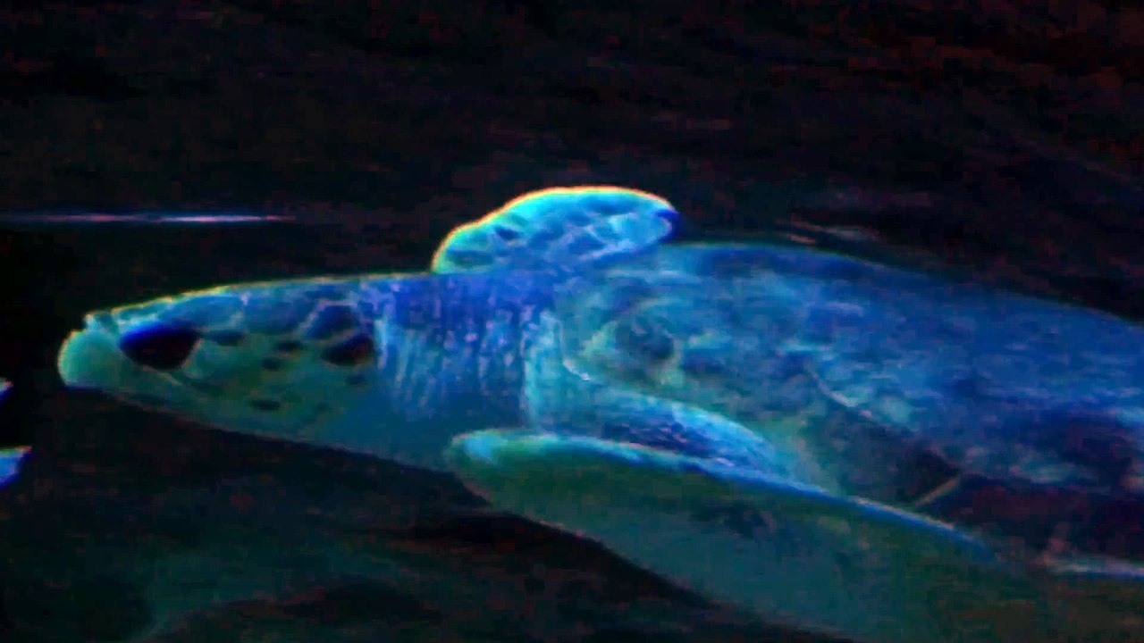 Underwater World Part 9