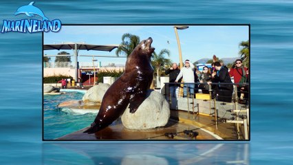 02/01/2015 Une journée au Marineland d'Antibes