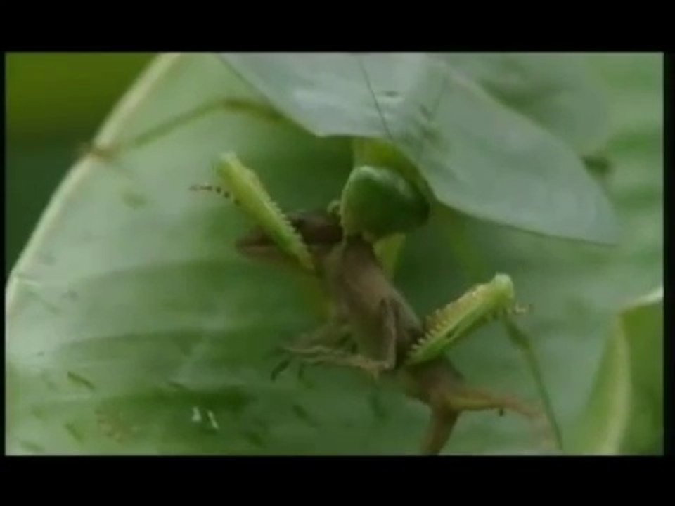 MANTIS documental