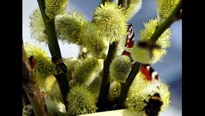 2015 03 NOS AMIS LES ANIMAUX