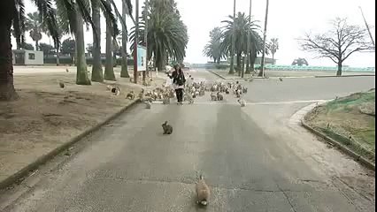 Rabbit Island in Japan