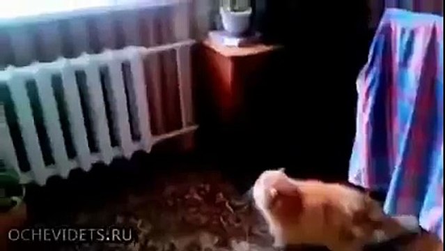 А ну иди отсюда!!