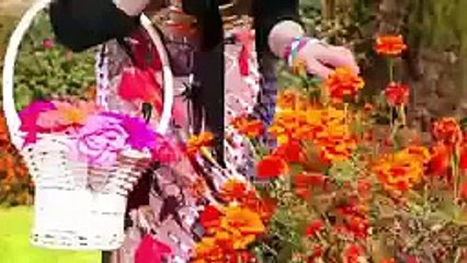 Alia Pashto new songs 2015