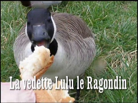 Le printemps les oiseaux le ragondin