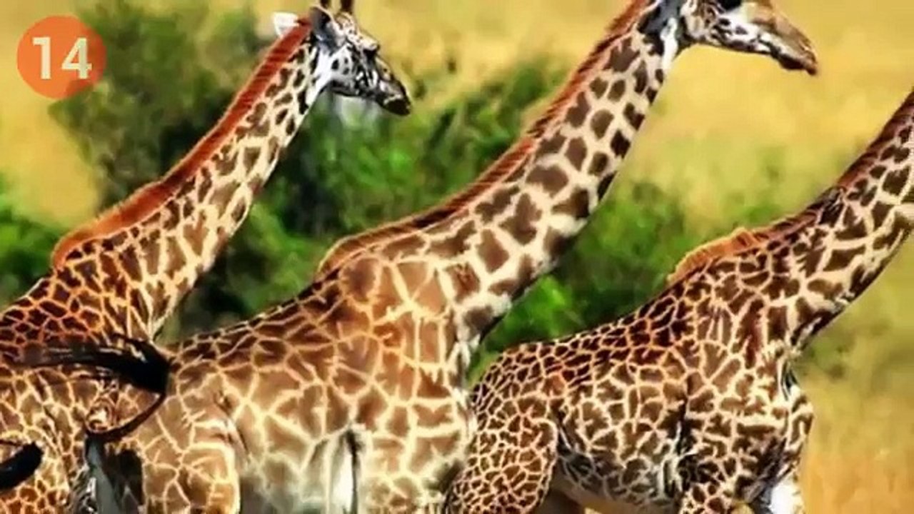 Sizi Çok Şaşırtacak 20 İlginç Bilgi