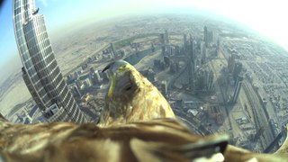 Dubai World Record Eagle Flight (the full 5 minutes flight - 1080p)