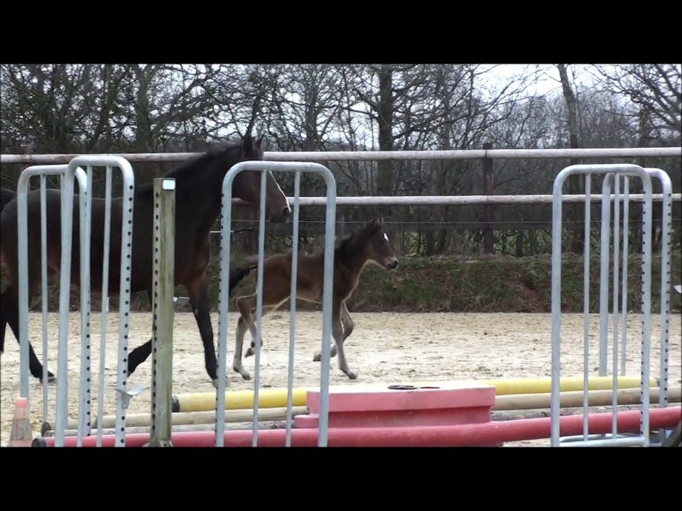 Falbala des Edènes TF 3 et 14 jours