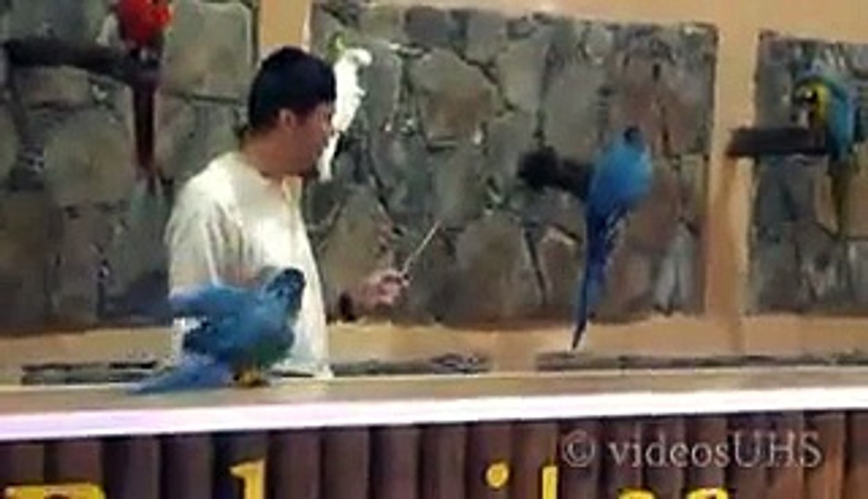 super parrots