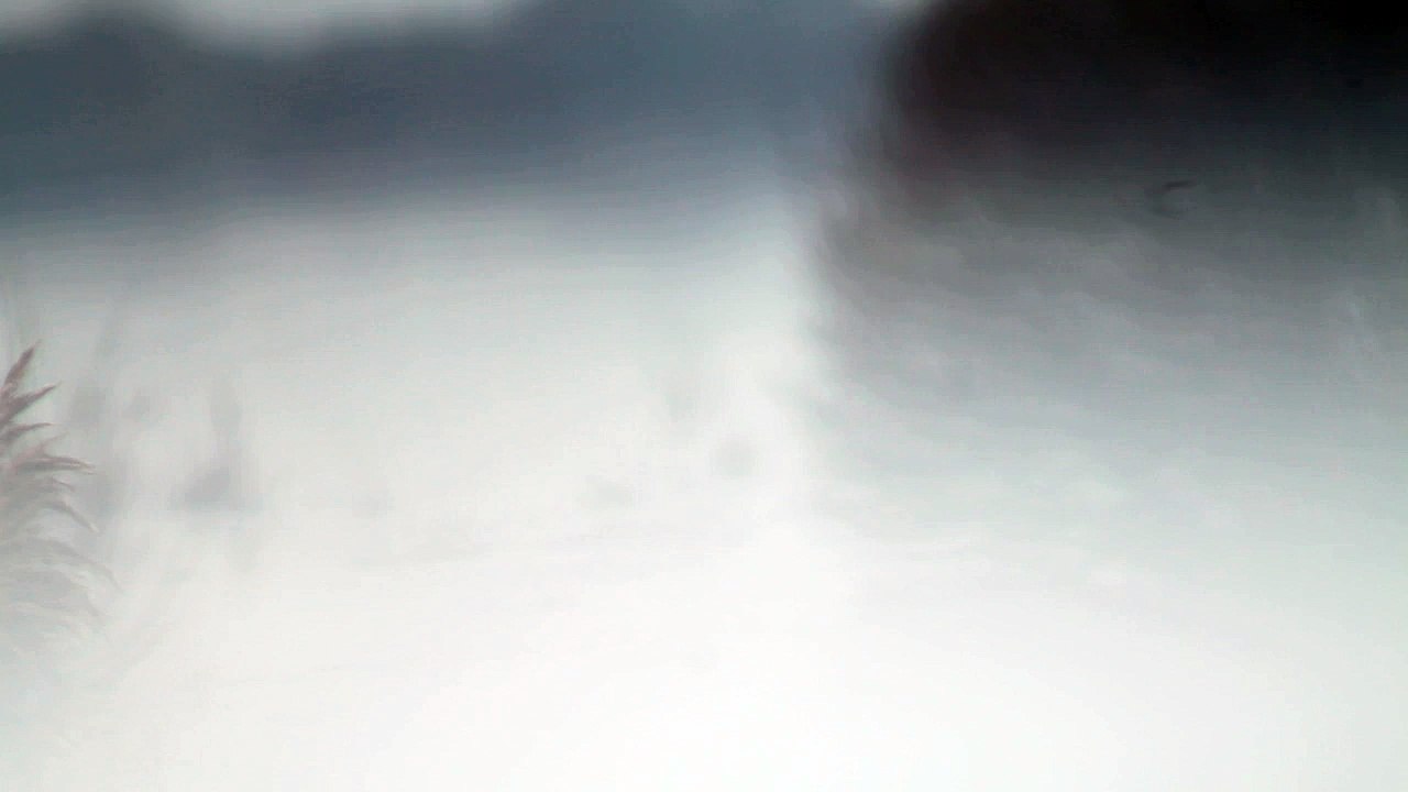 Marais du Lac de Grand Lieu Battue de foulques 25/01/2015