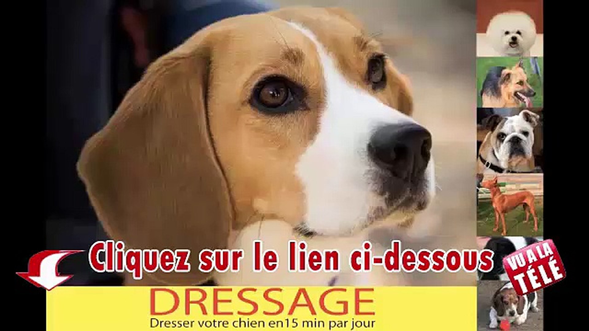 Dresser Votre Chien En 15 Minutes Par Jour Pdf Gratuit Télécharger dresser son chien en 15 minutes par jour pdf gratuit avis -  Vidéo Dailymotion