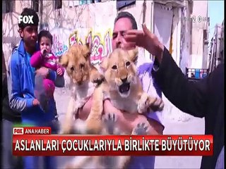 Hayvanat bahçesinden aldığı yavru aslanlarla çocuklarını birlikte büyütüyor