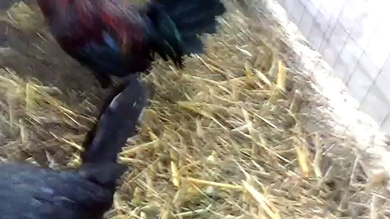 gallo mel sim del sr rangel de poza rica,ver