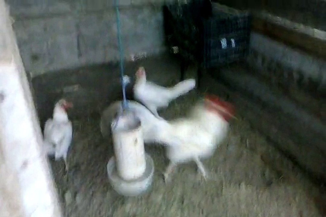 gallos clarem