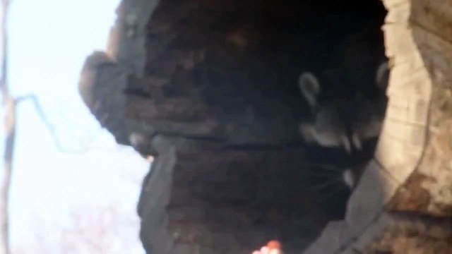 Милый енот всегда осторожен Прикольный ролик