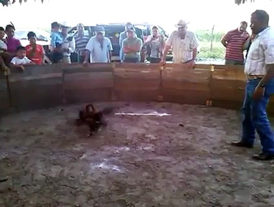 pollo de 9 meses