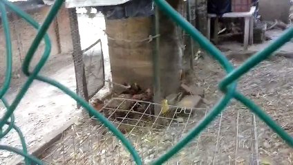 pollos de 2 meses kelso