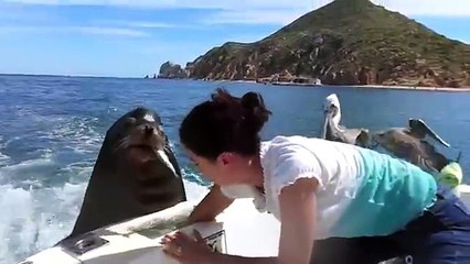 Feeding The Sea Lions快  我要魚