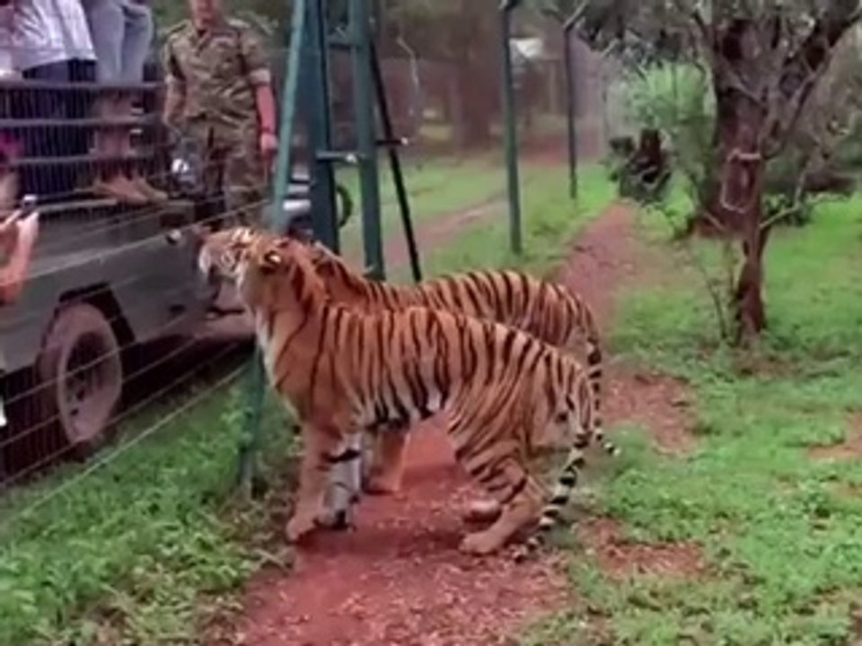 Tiger Jumps To Catch Meat傻眼了 老虎能跳這麼高
