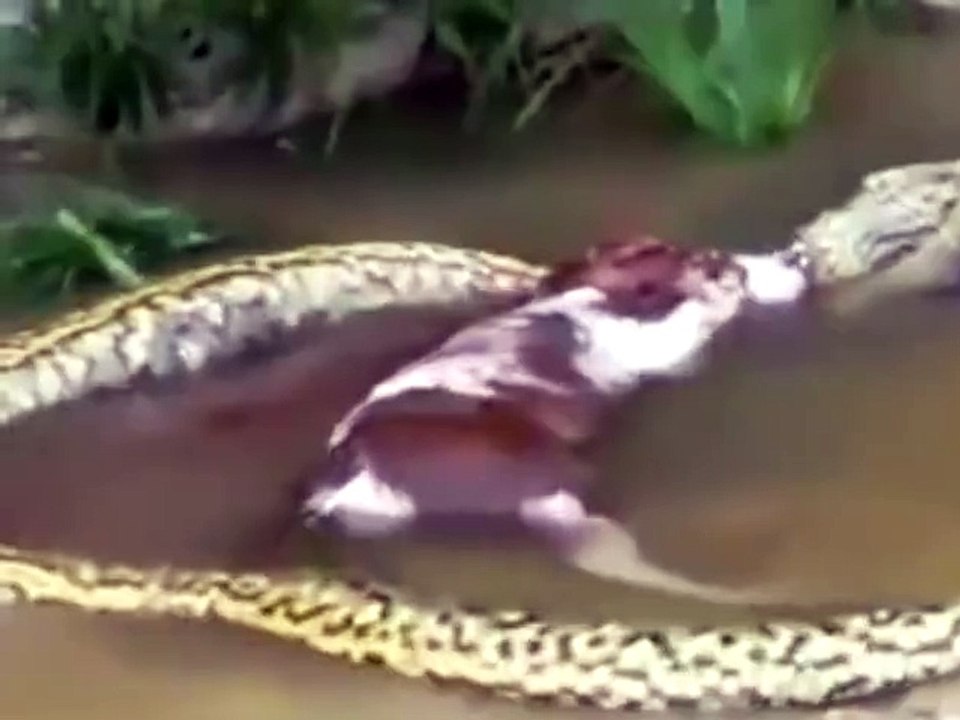 World's Biggest Snake這隻蟒蛇原來吞了一隻小牛