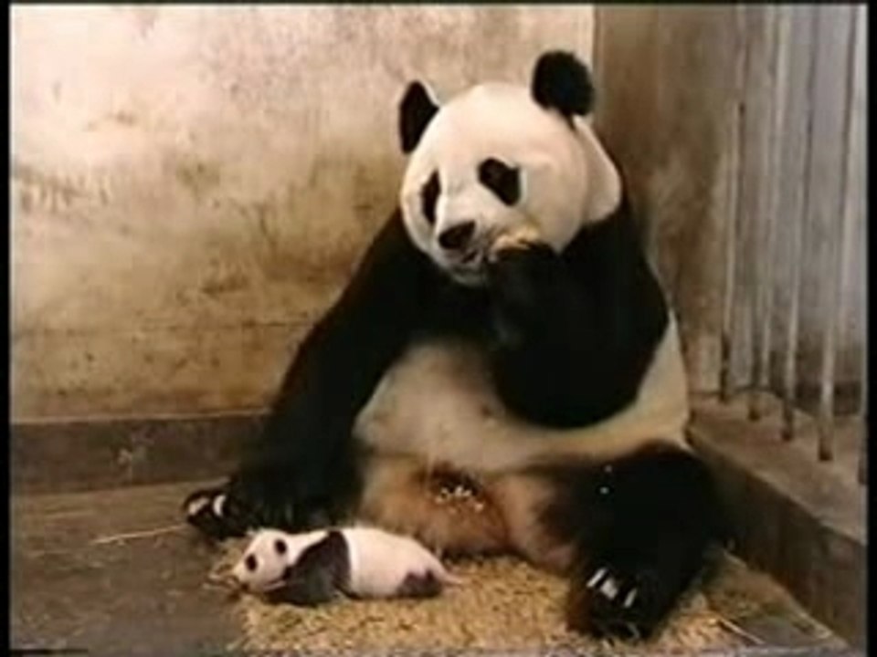 Petit Panda Eternue, Maman a peur
