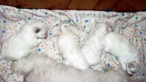 Bichon Frise Cachorro Mini & Adulto Corte De Pelo Jugando Bonito - Bichon Frise Puppies Animales HD