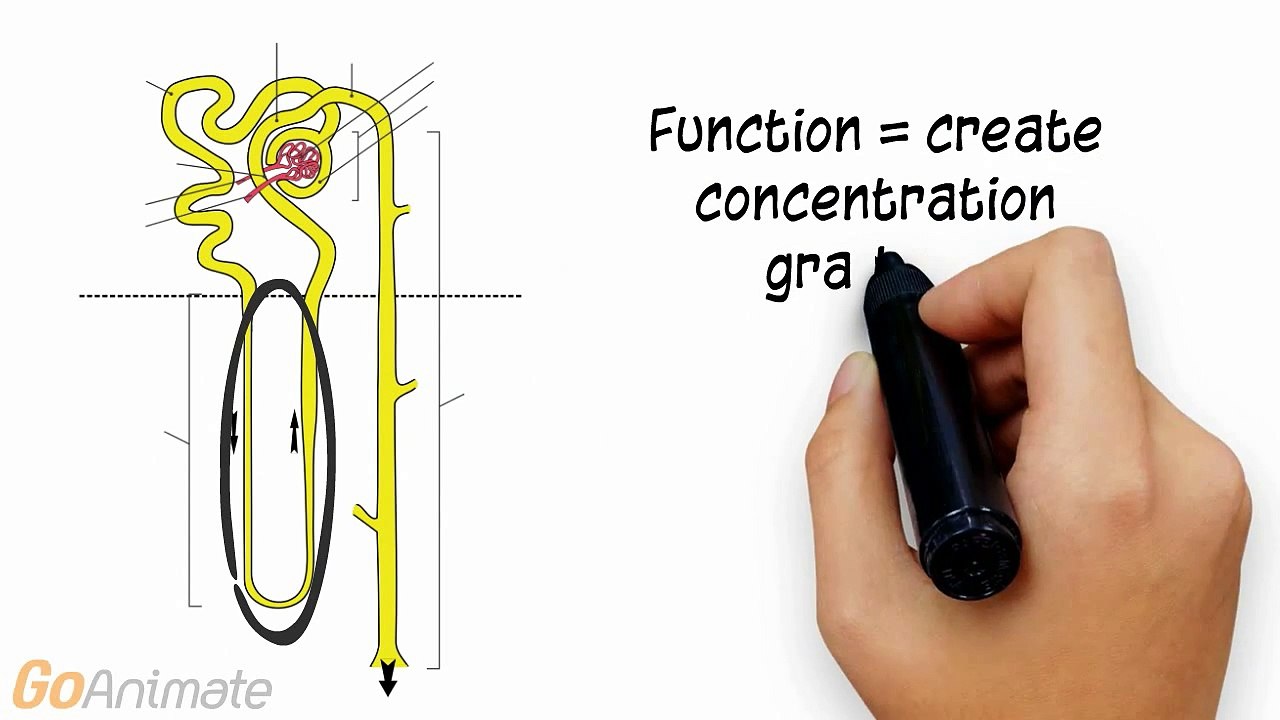 Anatomy and Physiology of the Urinary System: Nephron Loop (Loop of Henle)