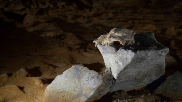 L'ours des cavernes - Chronique de la grotte Chauvet