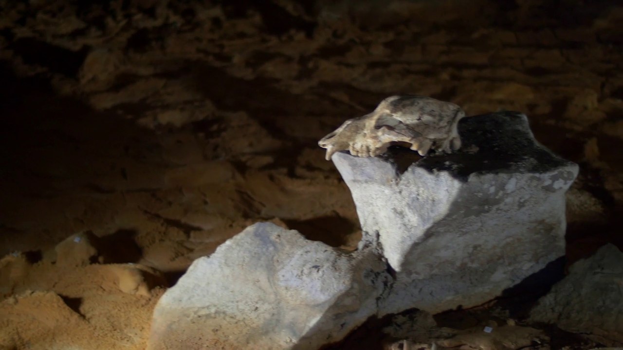 L'ours des cavernes - Chronique de la grotte Chauvet