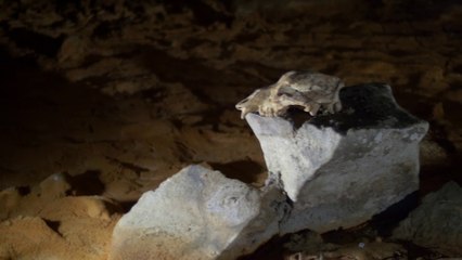 L'ours des cavernes - Chronique de la grotte Chauvet