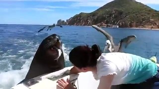Feeding Sea Lions