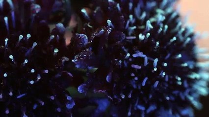 AKIRA - Aoki Tsuki Michite