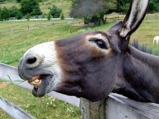 FLAT EARTH Clues Part 4 - Shell Beach