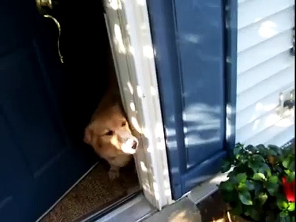 Dog Welcoming Soldier Home