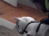 Kulübesine gitmemek için dile gelen köpek _ Komik Videolar