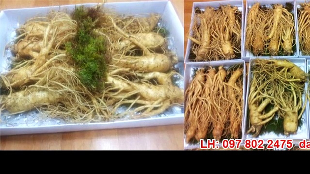 Giá nhân sâm tươi, có phải giá đắt đã là tốt, giá rẻ thì đã hay?