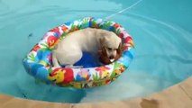 This dog hates water but loves boat! Hilarious...