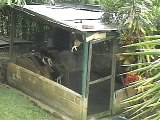 Smart dog climbs fence to escape...
