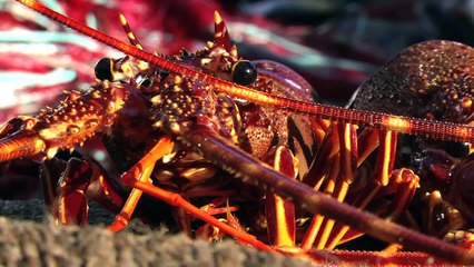 L'avenir menacé de la pêche à la langouste - Corse