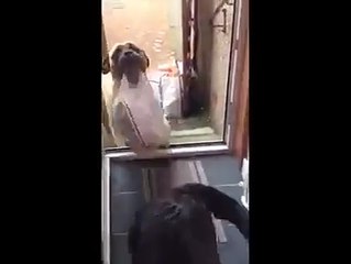 Bu Köpekten Her Eve Lazım