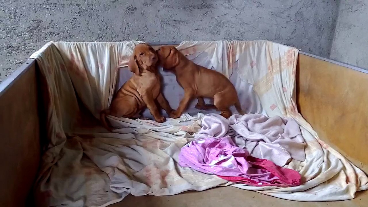 Chiots Males disponible immediatement nés le 16/01/2015