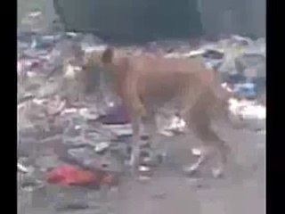 Dog Dance On Chikni Kamar Pay Teri Mera Dill Phisa