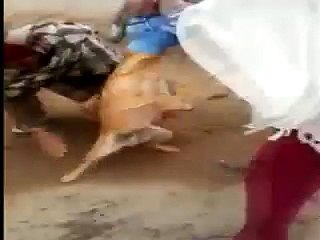Dog Mouth In Water jar (Funny YouTube Videos)