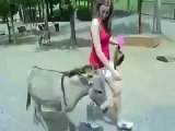 Funny Accident In Zoo Jealous Donkey (Most Funny)