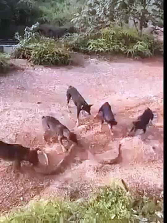 Dogs vs King Cobra Watch: Huge king cobra attacked by a pack of dogs in Nepal